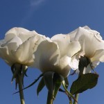 3 rose di Simpio96, su Flickr